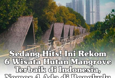 Sedang Hits! Ini Rekom 6 Wisata Hutan Mangrove Terbaik di Indonesia, Nomor 4 Ada di Bengkulu