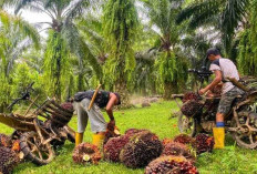Bank Bengkulu Siapkan Hingga KUR Rp 500 Juta untuk Petani, Berikut Syarat Pengajuannya!