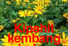 Tanaman Herbal Basmi Penyakit Kulit Panu Hingga Kurap yang Gatal