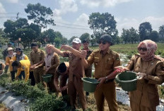 Sukseskan Program Nasional dan Jaga Kestabilan Pangan, Pemkab Bengkulu Selatan Panen Cabai Merah