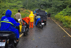 Pohon Tumbang di Air Palawan Sempat Tutup Akses Jalan, Kini Normal