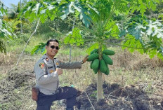 Maksimal Program Swasembada Pangan, Polsek Nasal Edukasi Masyarakat 