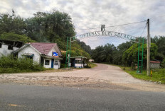 Harga TBS Sawit di Kaur Mulai Membaik,   Harga Kesepakatan Masih Dikangkangi!