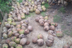 Harga Kelapa di Nasal Stagnan,  Begini Penjelasan “Cingkau” 