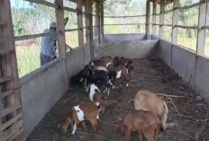 Hari Ini Satpol Lelang 16 Ekor Ternak, Cek di Sini Syarat Jika Pemenangnya!