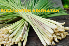Punya Wangi yang Khas, 11 Manfaat Serai Untuk Kesehatan, Ada Diantaranya Bikin Terkejut Lho!