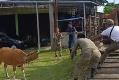 Meski Ada Intimidasi, Satpol PP Kaur Akan Terus Lakukan Penangkapan Ternak Liar