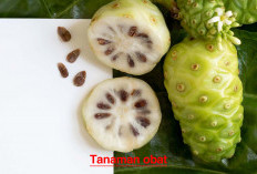 Sederet Tanaman Obat Alami yang Mudah ditemukan, Tak Perlu Mendaki Gunung dan Lewati Lembah