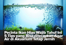 Pecinta Ikan Hias Wajib Tahu! Ini 5 Tips yang Bisa diterapkan Agar Air di Akuarium Tetap Jernih