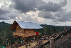 Dangau Kebun Dibobol Maling, Barang Habis Digasak, Termasuk Anak Anjing 