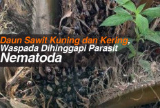 Daun Sawit Kuning dan Kering, Waspada Dihinggapi Parasit Nematoda 