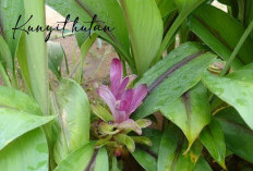 Kunyit Hutan Tanaman Obat Ajaib, dari Sini Asal dan Ini Manfaatnya Utamanya!