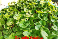 Kaum Hawa Merapat, Ternyata Ini Manfaat Tanaman Herbal Centella Asiatica untuk Kulit! 
