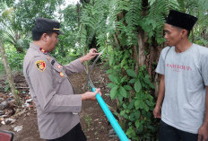 BREAKING NEWS! Panen Sawit, Warga Lawang Agung MD Tersengat Listrik 