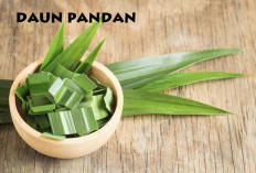 Daun Pandan Cegah Kanker Hingga Campuran Makanan, Intip Kandungan Vitamin di Dalamnya