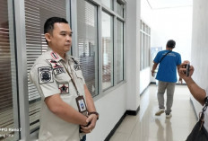 Satpol PP Kaur Akan Tembak Bius Ternak Berkeliaran 