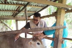 Tempo Sebulan 131 Ternak Mati Akibat Penyakit Ngorok, Catat Penyebabnya