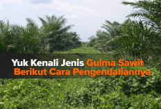 Yuk Kenali Jenis Gulma Sawit Berikut Cara Pengendaliannya