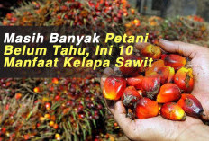 Masih Banyak Petani Belum Tahu, Ini 10 Manfaat Kelapa Sawit