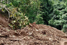 Diguyur Hujan, Jalan Karya Bakti TNI Menuju Kebun Manulla Longsor 