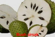 Manfaat Buah Sirsak, Mulai Dari Kesehatan Sistem Imun Hingga Mencegah Kanker 