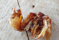 VIRAL! Menu MBG di SDN 61 Kaur Ada Ulat, Siapa Bertanggungjawab? 