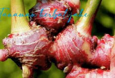 Tanaman Herbal Jahe Banyak Manfaat Bagi Kesehatan, Begini Cara Menggunakannya!