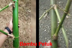 Bambu Petuk: Pusaka Langka yang Sarat Mistik dan Kaya Makna Budaya