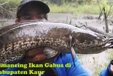 Hamparan Sawah Awi, Surga Baru untuk Pemancing Ikan Gabus di Kabupaten Kaur