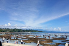 Jumlah Pengunjung Naik, 2.700 Wisata Padati Laguna Kaur