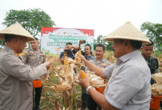Polda Bengkulu dan Forkopimda Panen Raya Jagung di Lapangan Golf, Dorong Ketahanan Pangan Daerah