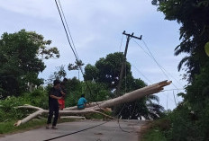 Angin Kencang, Pohon Tumbang Timpa JTM, Inilah Dampaknya