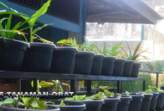 Warisan Nenek Moyang: Jenis Tanaman Obat di Pekarangan Rumah yang Sudah Terlupakan 