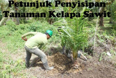 PENTING DIKETAHUI! Ini Petunjuk Penyisipan Tanaman Kelapa Sawit