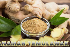 Tanaman Temulawak Bermanfaat Untuk Kesehatan,Jangan Dianggap Sepele, Simak Penyakit  Disembuhkannya 