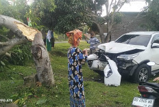 BREAKING NEWS! Toyota Fotuner Nabrak Batang Mangga Diduga Milik Pejabat PN Kaur