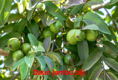 Daun Jambu Biji Bisa untuk Obati   Kanker, Berikut Kandungan di Dalamnya