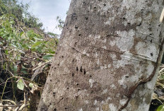 WASPADA! Beruang Madu Sumatera di  Kawasan Kebun Desa Penyandingan
