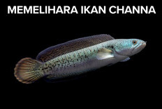 Tertarik Memelihara Ikan Channa, Yuk Simak Caranya di Sini!