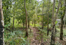 Seminggu Petani Nasal Tidak Deres Getah Karet