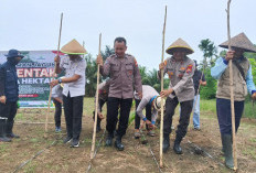 Kapolsek Kedurang Ilir dan Masyarakat Tanam Jagung di Lahan Sawit, Dukung Program Asta Cita Presiden