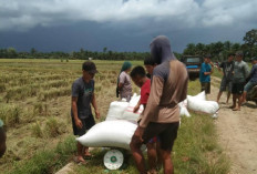 Bulog Kanwil Bengkulu Tetap Serap Gabah Petani, Harga Rp 6.500 per Kg