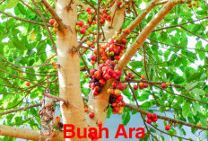 Khasiat Buah Ara Untuk Kesehatan,  Ada yang Mengejutkan Publik! 
