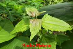 Cara Mengolah Daun Balakacida untuk Mencegah Risiko Malaria, Praktis Lagi Sederhana