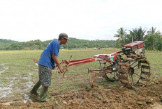 HOREE! Petani Bengkulu Selatan Akan dapat Benih Padi