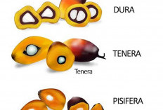 JANGAN TERTIPU! Ciri Khas 3 Varietas Kelapa Sawit ; Dura, Pisifera dan Tenera