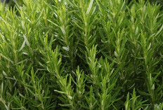 Tanaman ini Pertajam Ingatan, Cata Manfaat 5 Tanaman yang Ada di Perkarangan Rumah