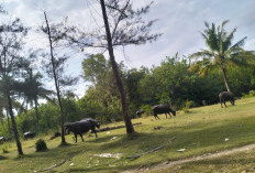 Penertiban Ternak Makin Gencar, Warga Kaur Mulai Jual Sapi Karena Tak Punya Kandang