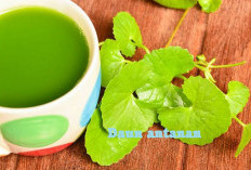 Anda Sulit Tidur, Ini Obatnya!Daun Antanan Warisan Nenek Moyang, Dapat Menyembuhkan Bermacam Penyakit