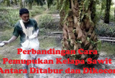 Metode Pemupukan Kelapa Sawit Paling Bagus Ditabur atau Dikocor? Simak Penjelasan Ini